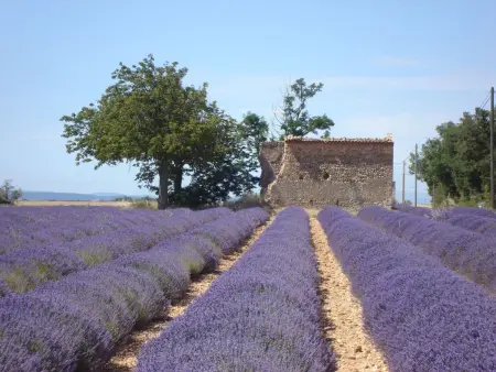 Maison Luberon Provence avec piscine à Pierrevert : photo 6