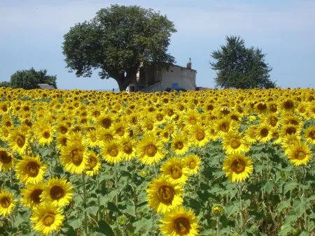 Maison Luberon Provence avec piscine à Pierrevert : photo 14