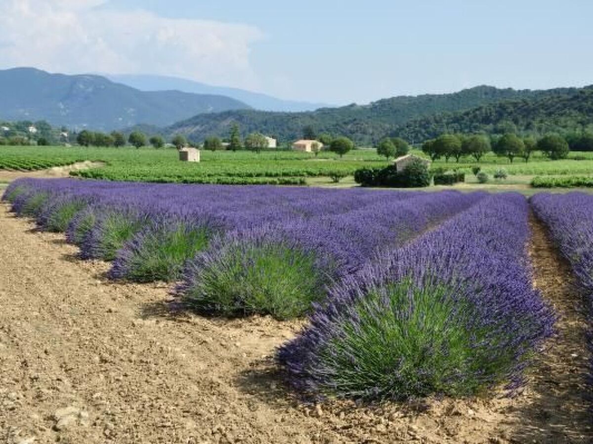 Maison de Lavande à Puyméras, vue vignes et montagnes - Photo 31