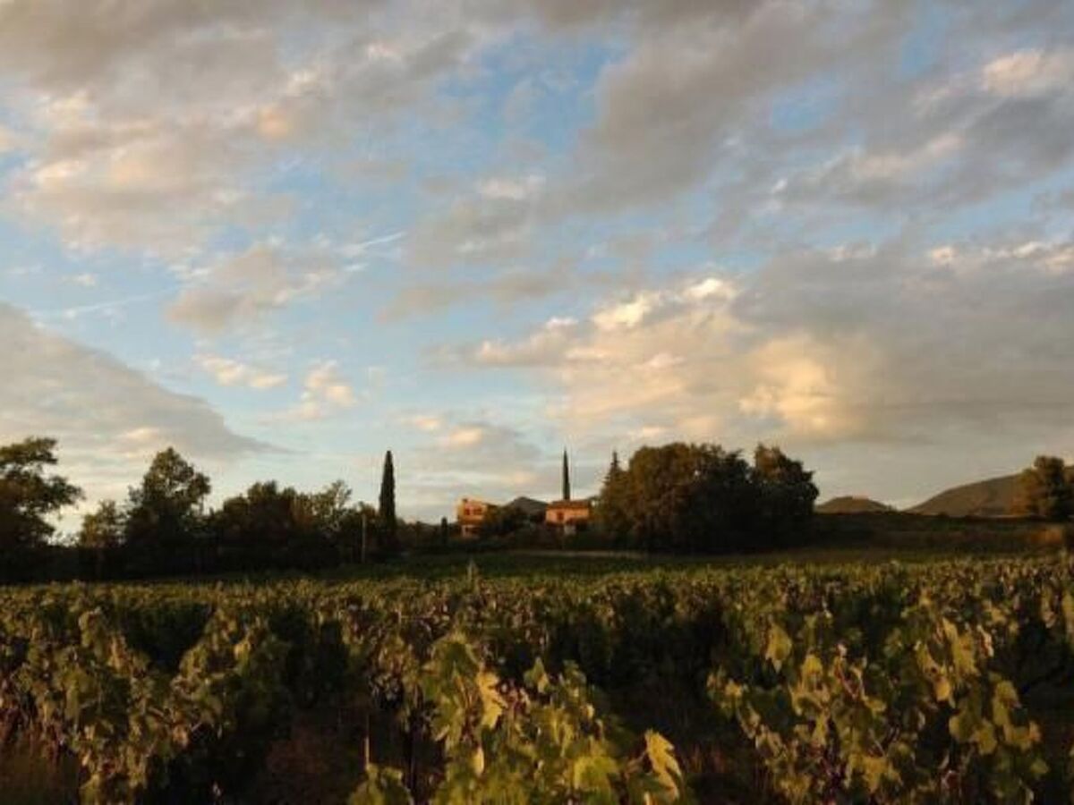 Maison de Lavande à Puyméras, vue vignes et montagnes - Photo 48