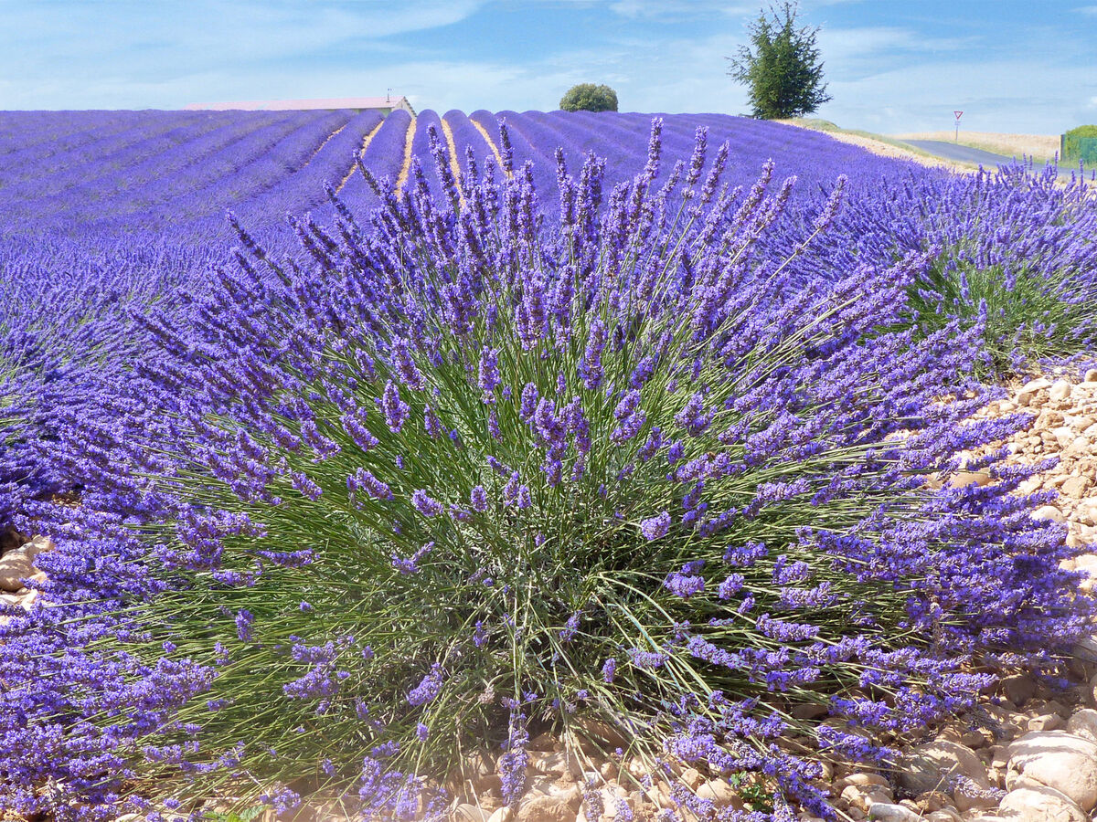 Appartement rustique à Allemagne-en-Provence, poêle à pellets - Photo 17