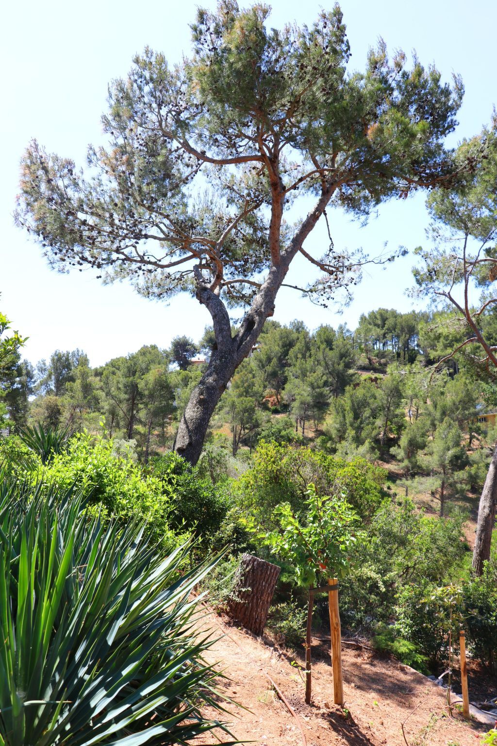 Villa Mesomax, appartement 6 pers. vue mer à Carqueiranne - Photo 35