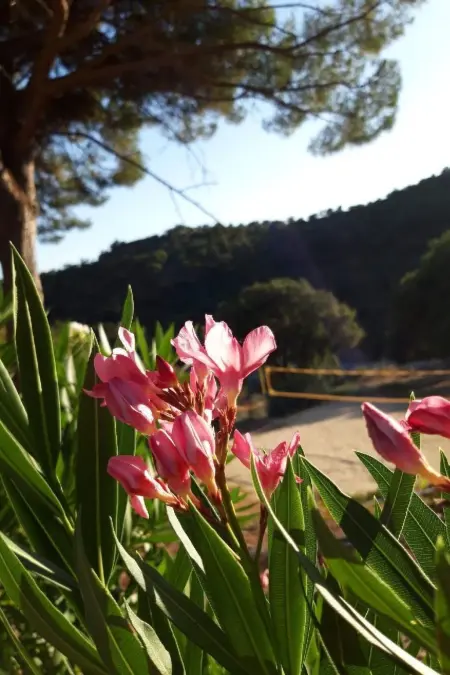 Jolie, Maison 4 personnes à Sainte Maxime - Photo 17