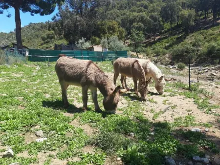 Jolie, Maison 4 personnes à Sainte Maxime - Photo 18
