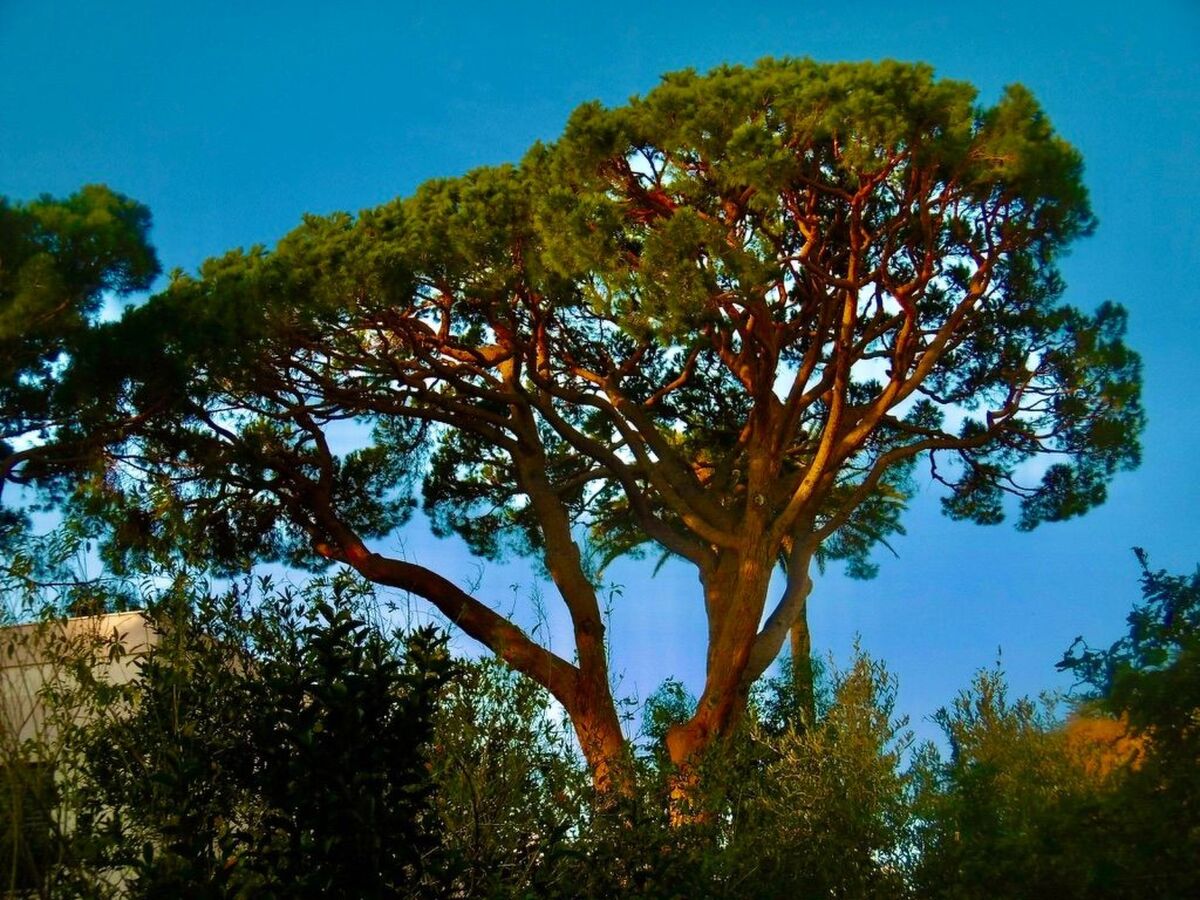 Mascotte Gartenhaus - Appartement Cannes - Photo 13