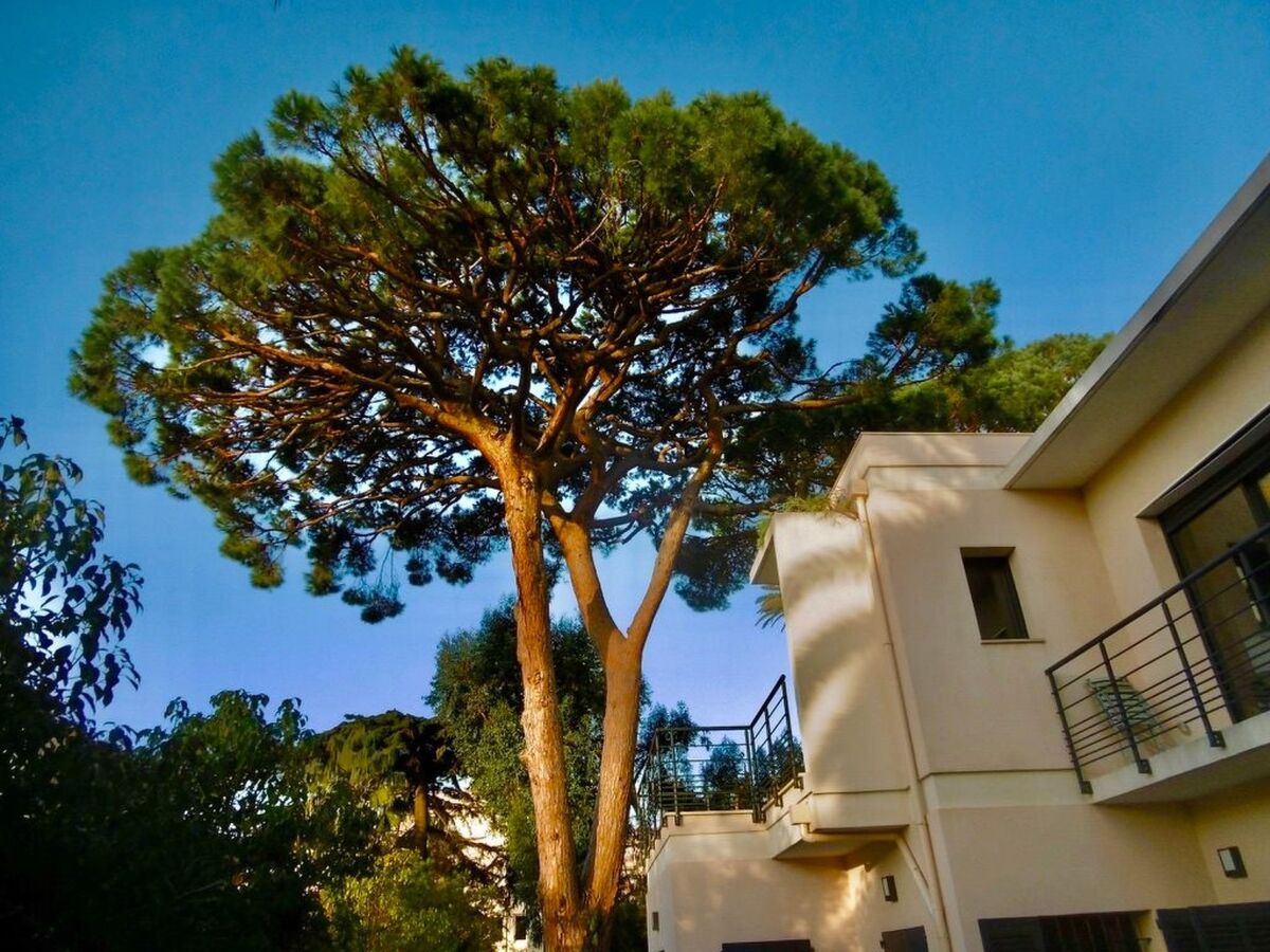 Mascotte Gartenhaus - Appartement Cannes - Photo 14