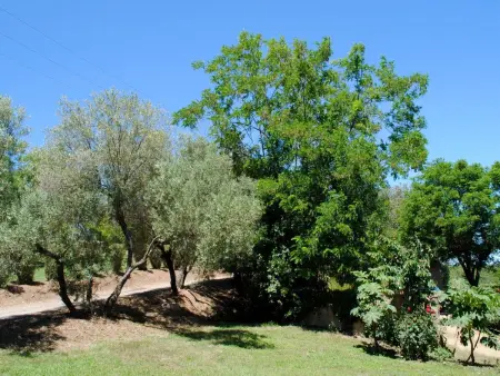 Villa récente avec vue mer à Cervione, animaux acceptés : photo 5