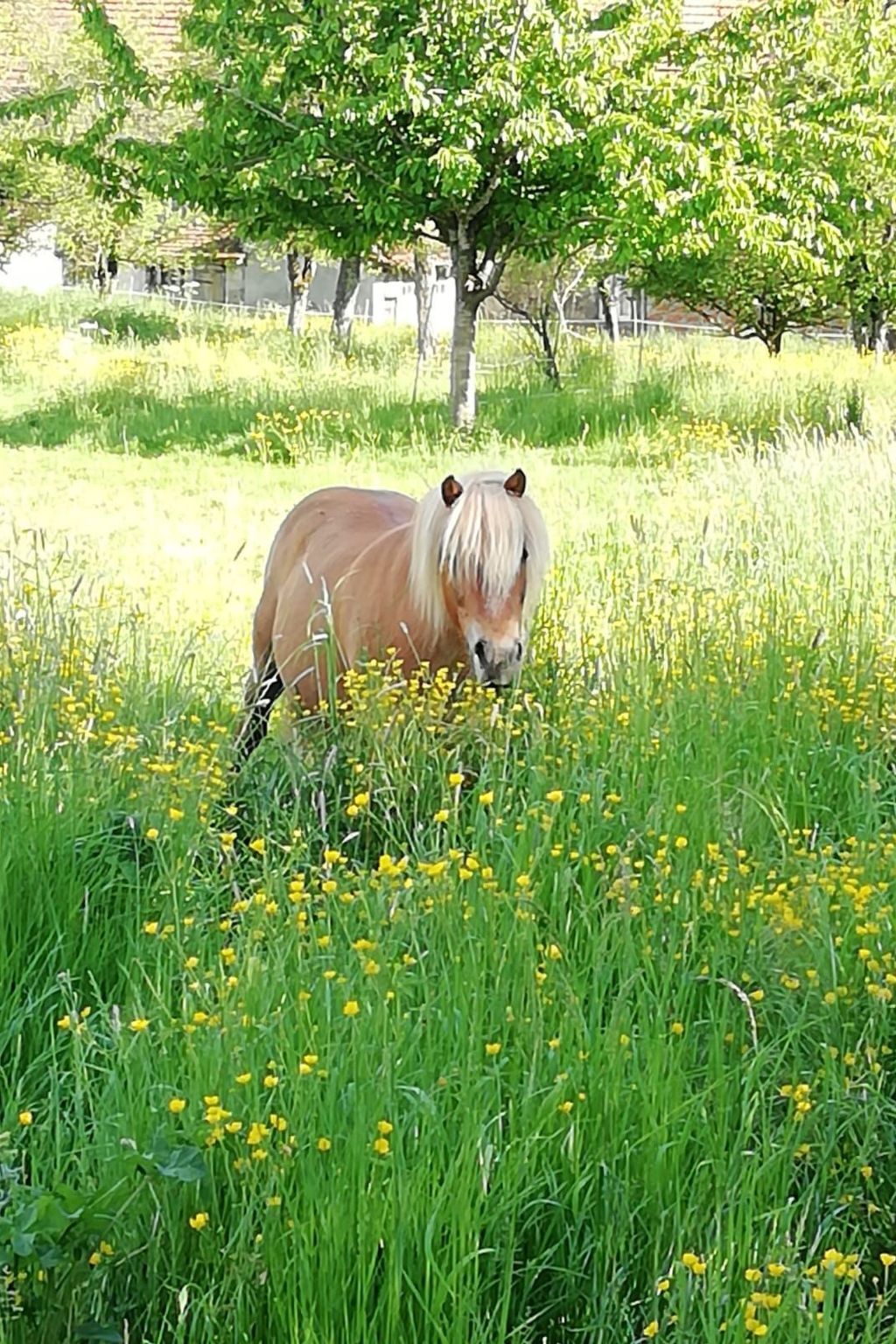 Maison 11 pers. avec jardin clôturé à Celles-en-Bassigny - Photo 30