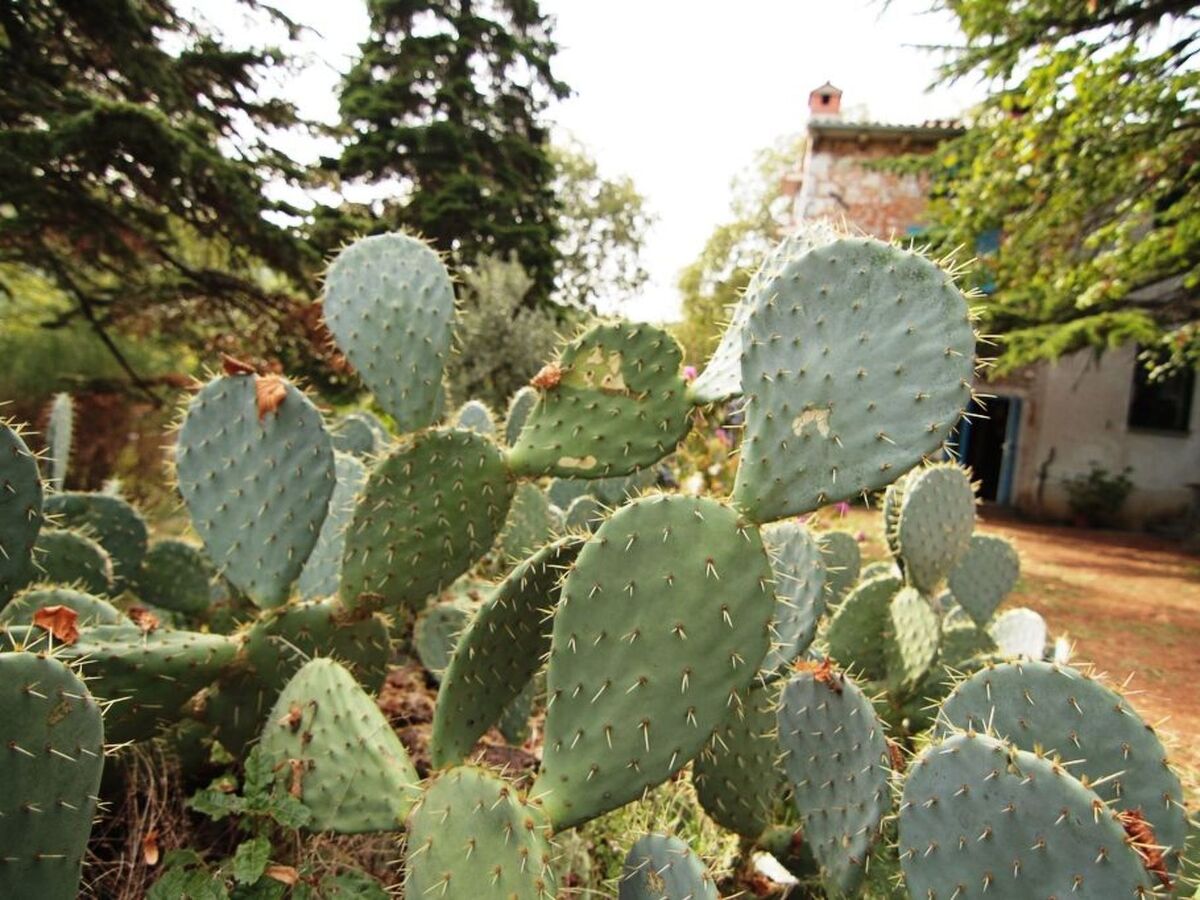 Maison en pierre du 17e siècle avec jardin privé à Drenje - Photo 14
