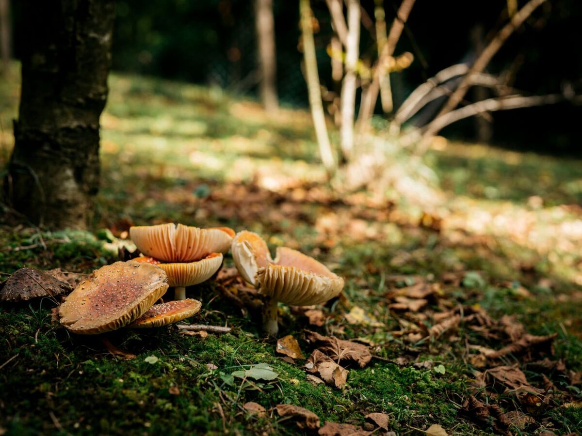 Maison bois au cœur nature de Lokve, 3 chambres - Photo 43