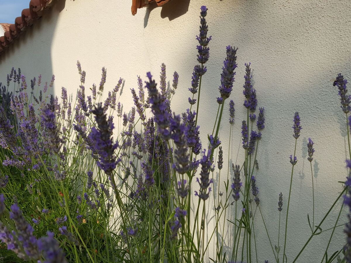 Maison Lavanda, 8 personnes à 250 m de la mer - Photo 20