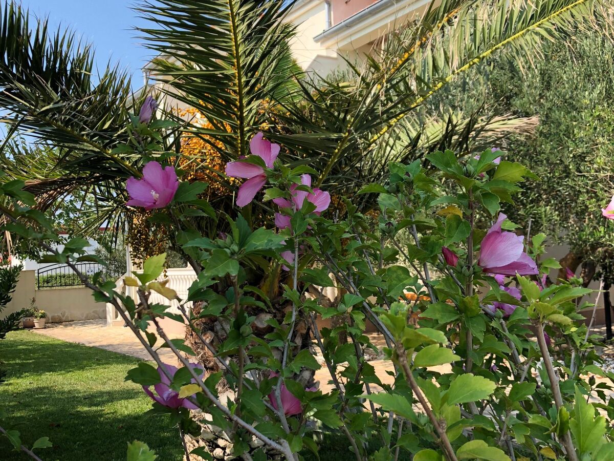 Villa Olive Grove - Maison 8 pers. pieds dans l'Adriatique - Photo 2