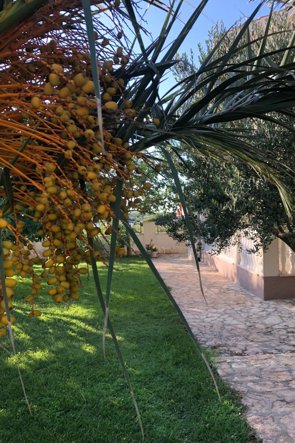 Villa Olive Grove - Maison 8 pers. pieds dans l'Adriatique - Photo 6