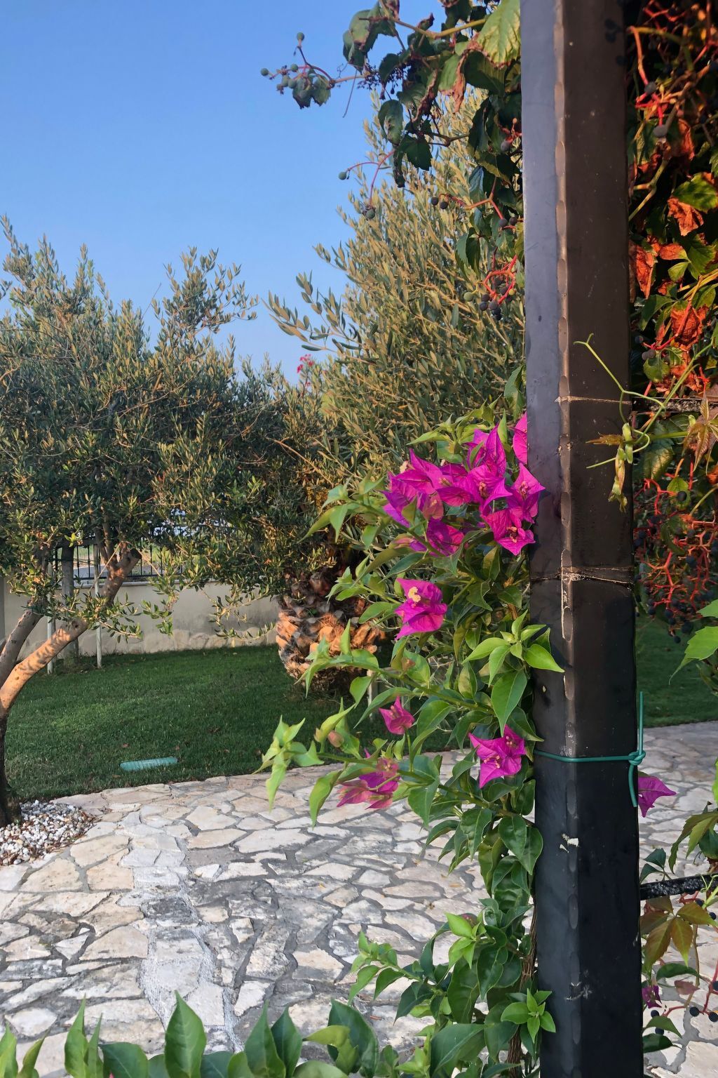 Villa Olive Grove - Maison 8 pers. pieds dans l'Adriatique - Photo 34
