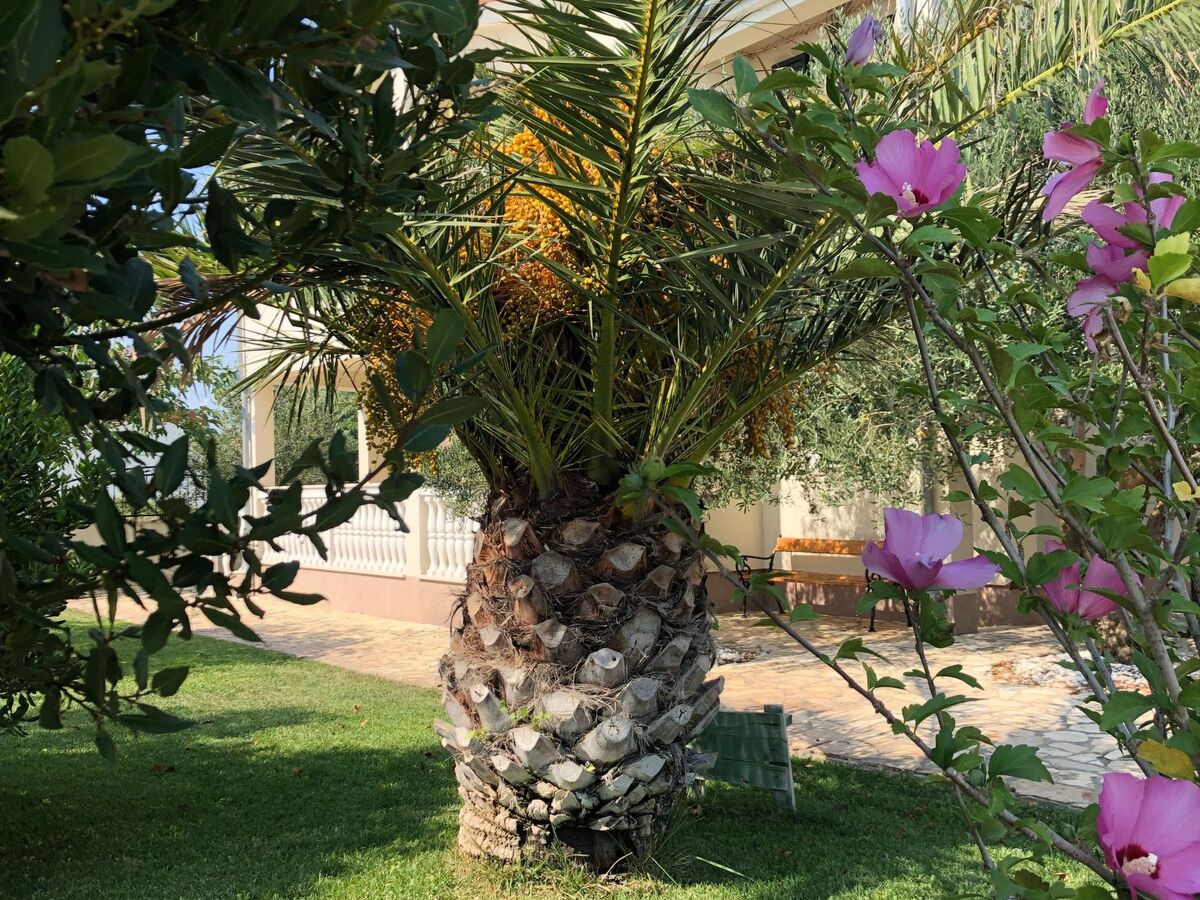 Villa Olive Grove - Maison 8 pers. pieds dans l'Adriatique - Photo 43
