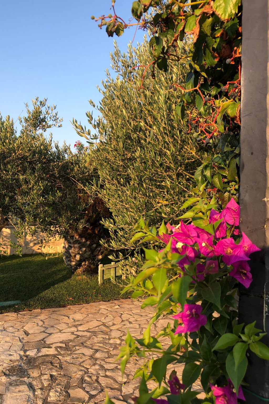 Villa Olive Grove - Maison 8 pers. pieds dans l'Adriatique - Photo 44