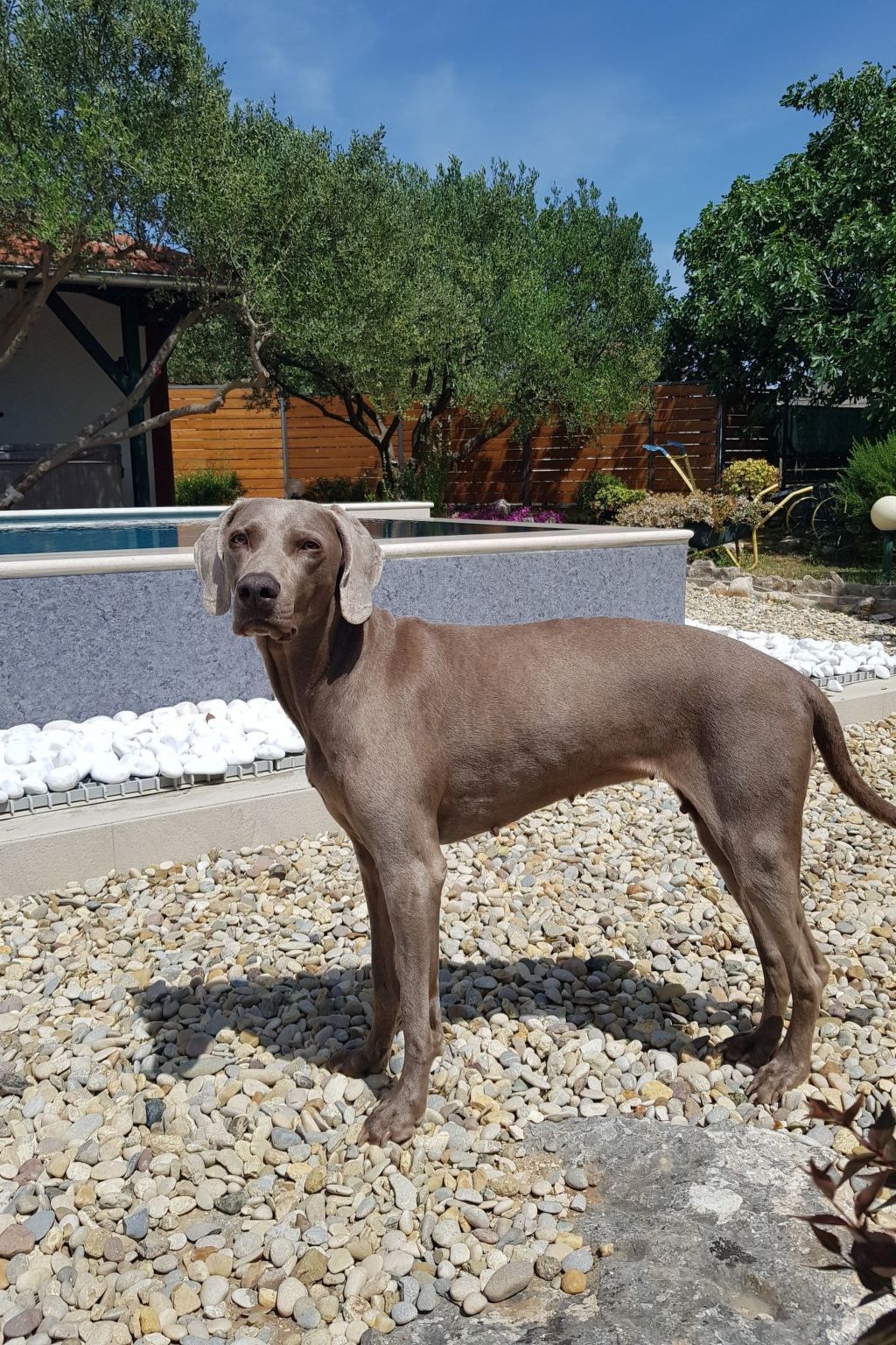 Maison avec jacuzzi et piscine à Biograd na Moru - Photo 10