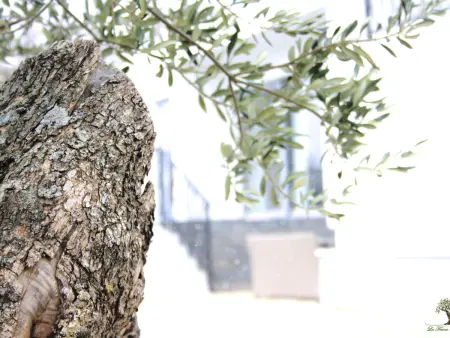 La Finca OliveTree – Maison 14 pers., piscine, canyon : photo 38