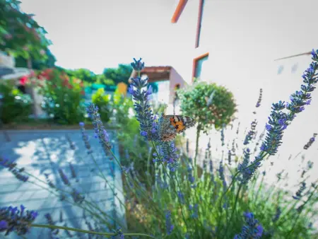 Villa 8 pers. Grubine : piscine privée et jardin : photo 50