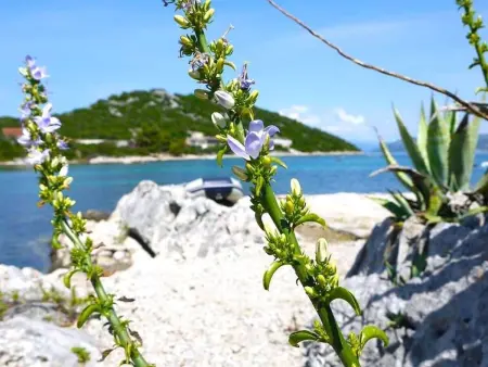 Maison avec plage privée à Putniković : photo 24