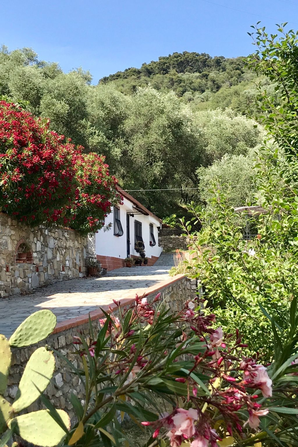 Casa Uliveto, maison dans une oliveraie en Ligurie - Photo 4
