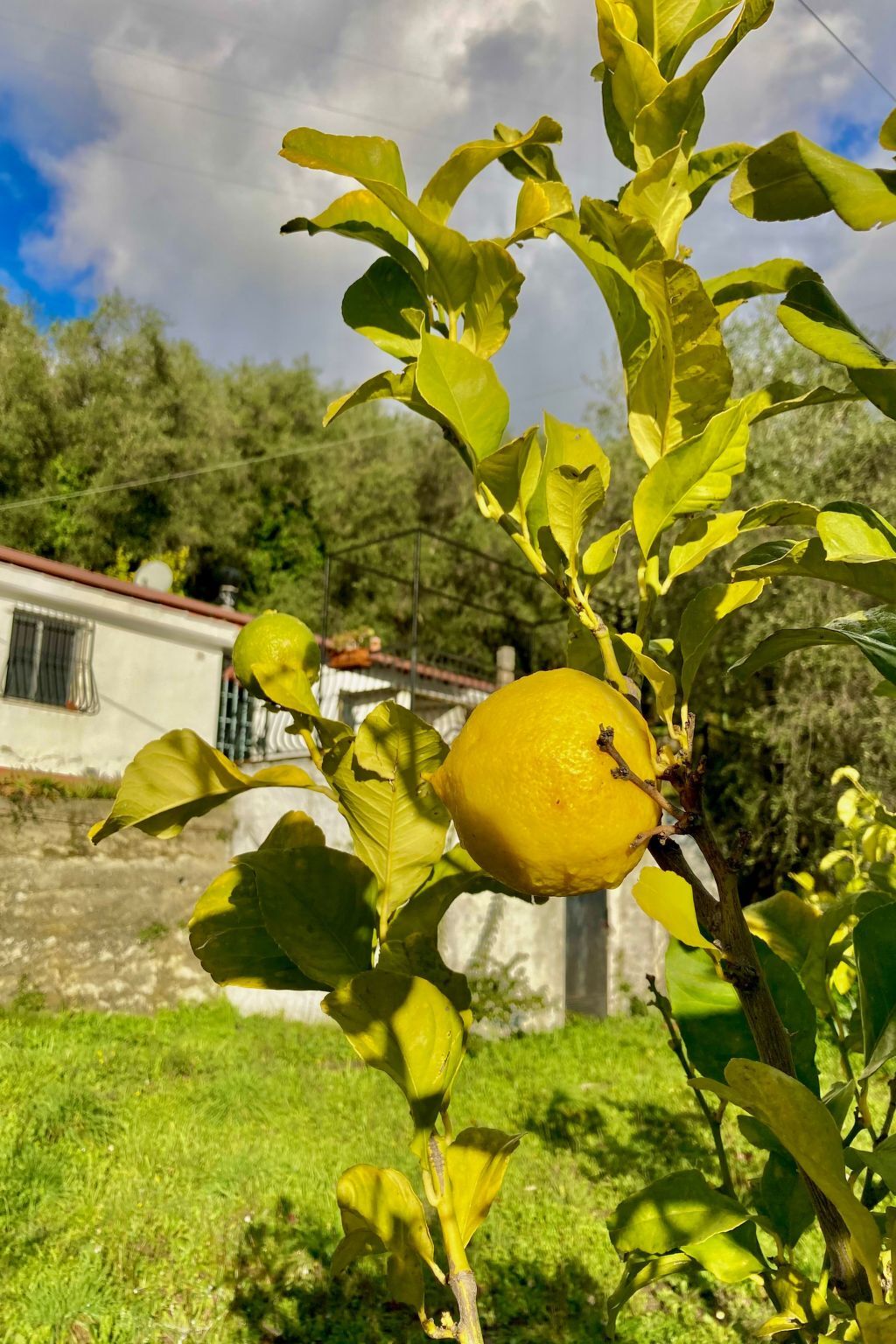 Casa Uliveto, maison dans une oliveraie en Ligurie - Photo 17