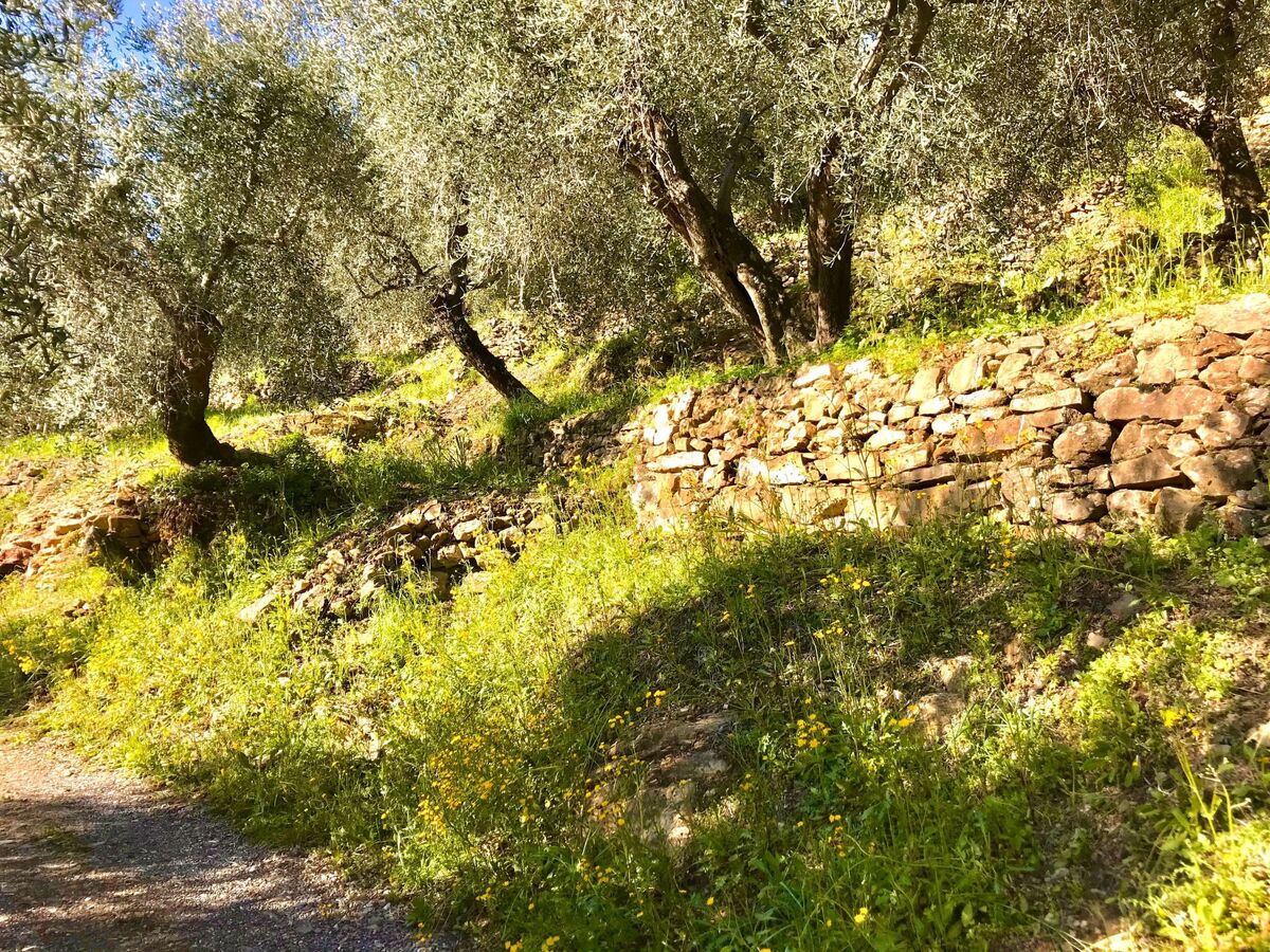 Casa Uliveto, maison dans une oliveraie en Ligurie - Photo 20