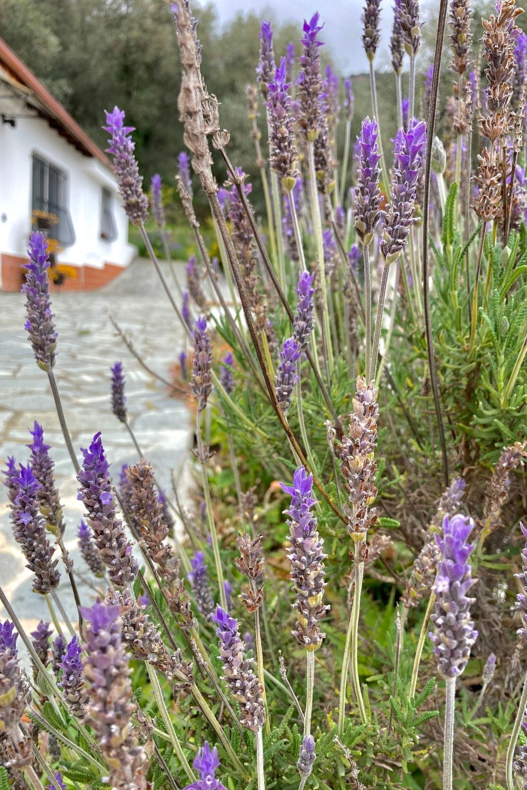 Casa Uliveto, maison dans une oliveraie en Ligurie - Photo 22
