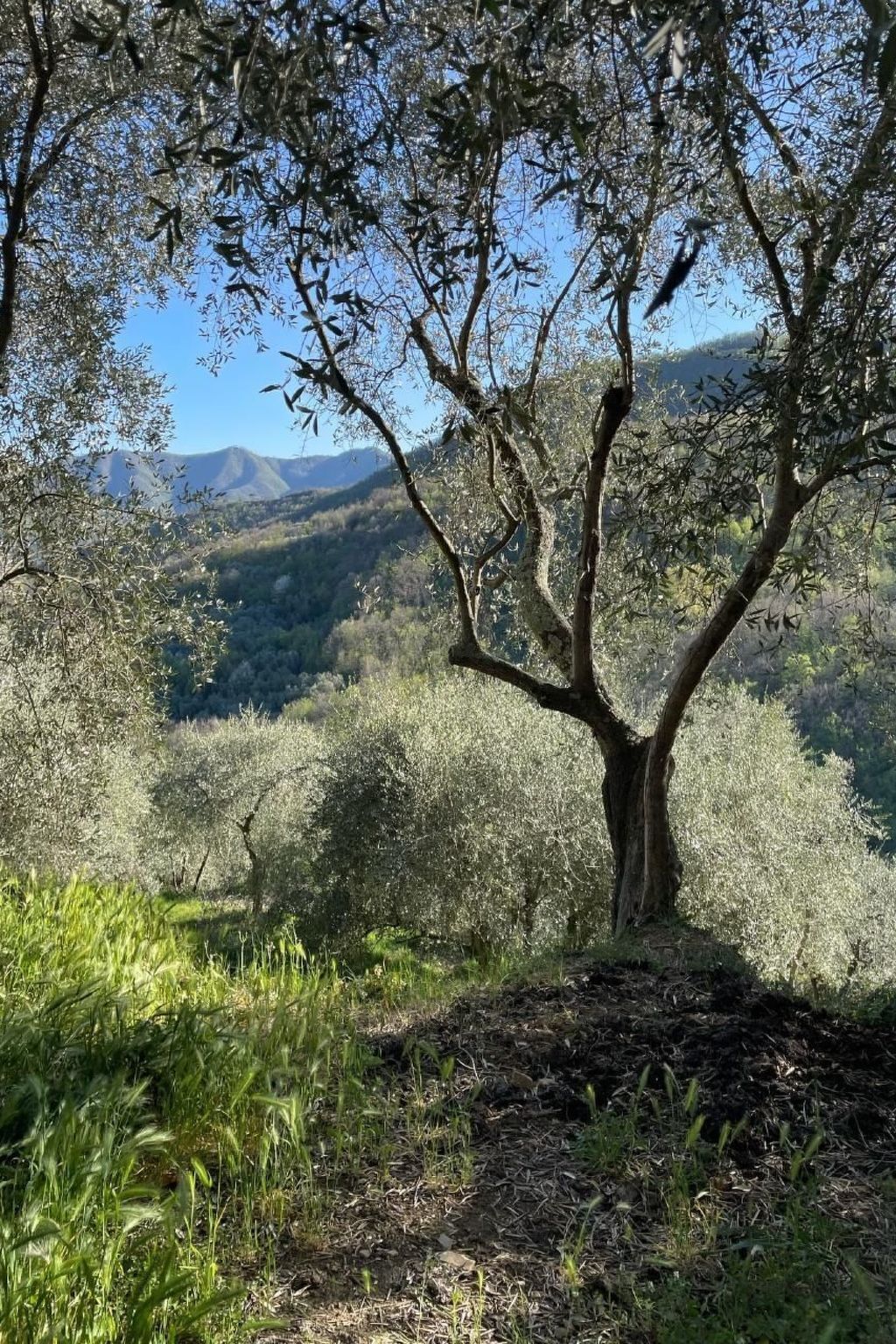 Casa Sissi, maison en pierre entre oliviers - Photo 22