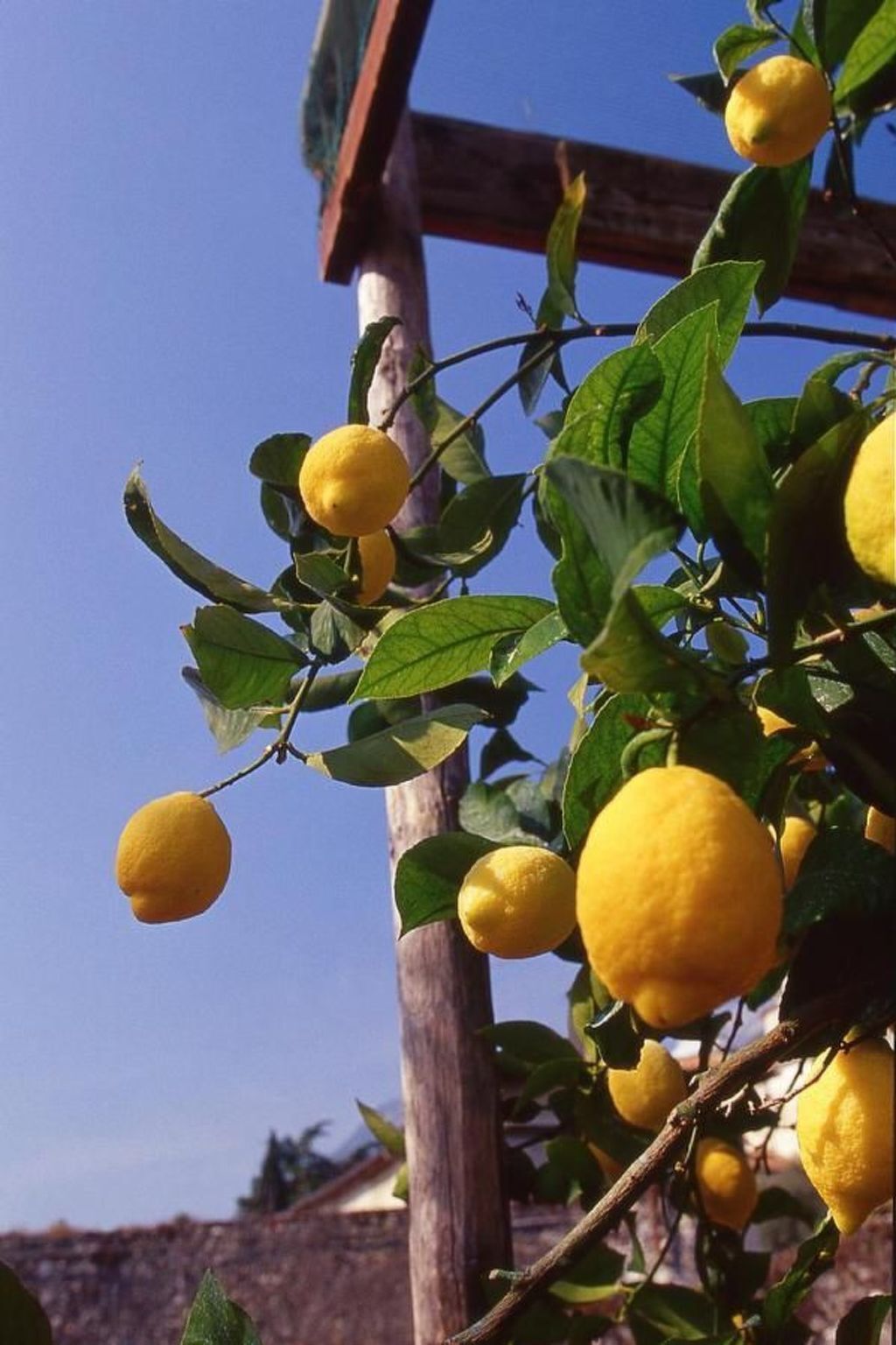 Casetta Limone – Maison 2 ch, jardin de citronniers, lac à 100 m - Photo 31