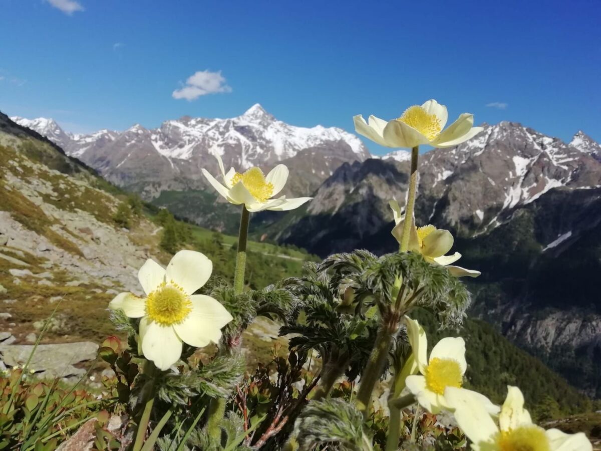 Appartement 1 chambre aux Alpes, près du lac Lexert - Photo 40