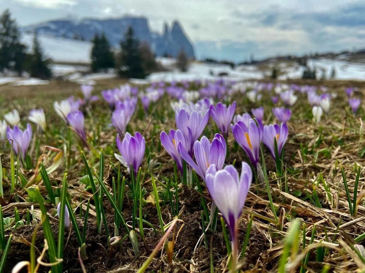 Cesa Vedla – Appartement 3 pers. Dolomites, jardin privé - Photo 20