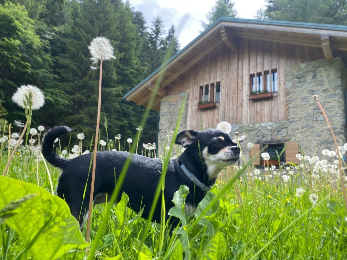 Refuge de montagne avec sauna à Pieve di Bono - Photo 37