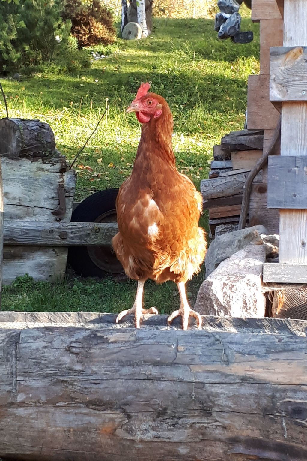 Kompatscherhof – Appartement familial à la ferme - Photo 21