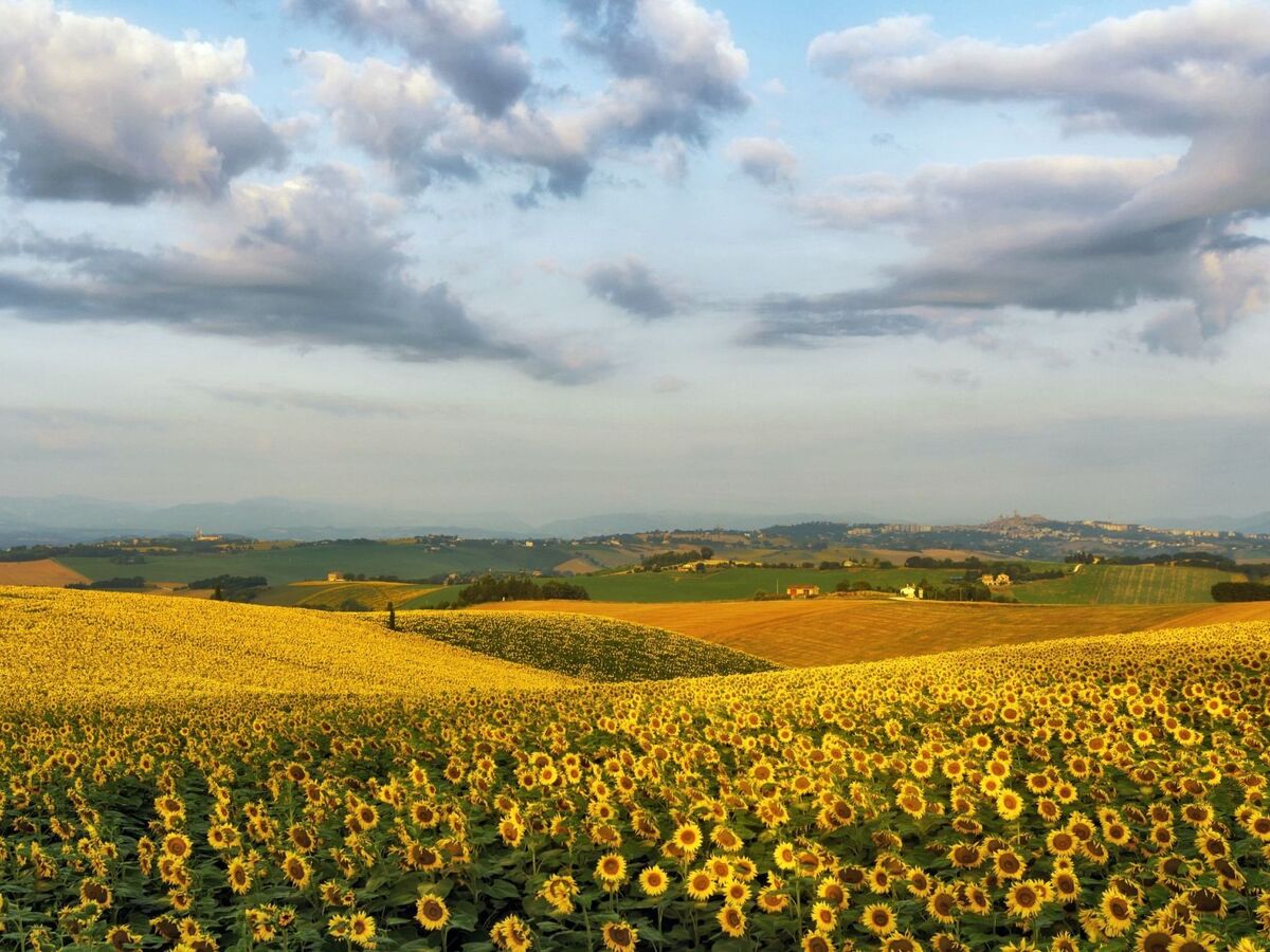 Casa il Girasole - Maison de campagne avec piscine à Macerata - Photo 19