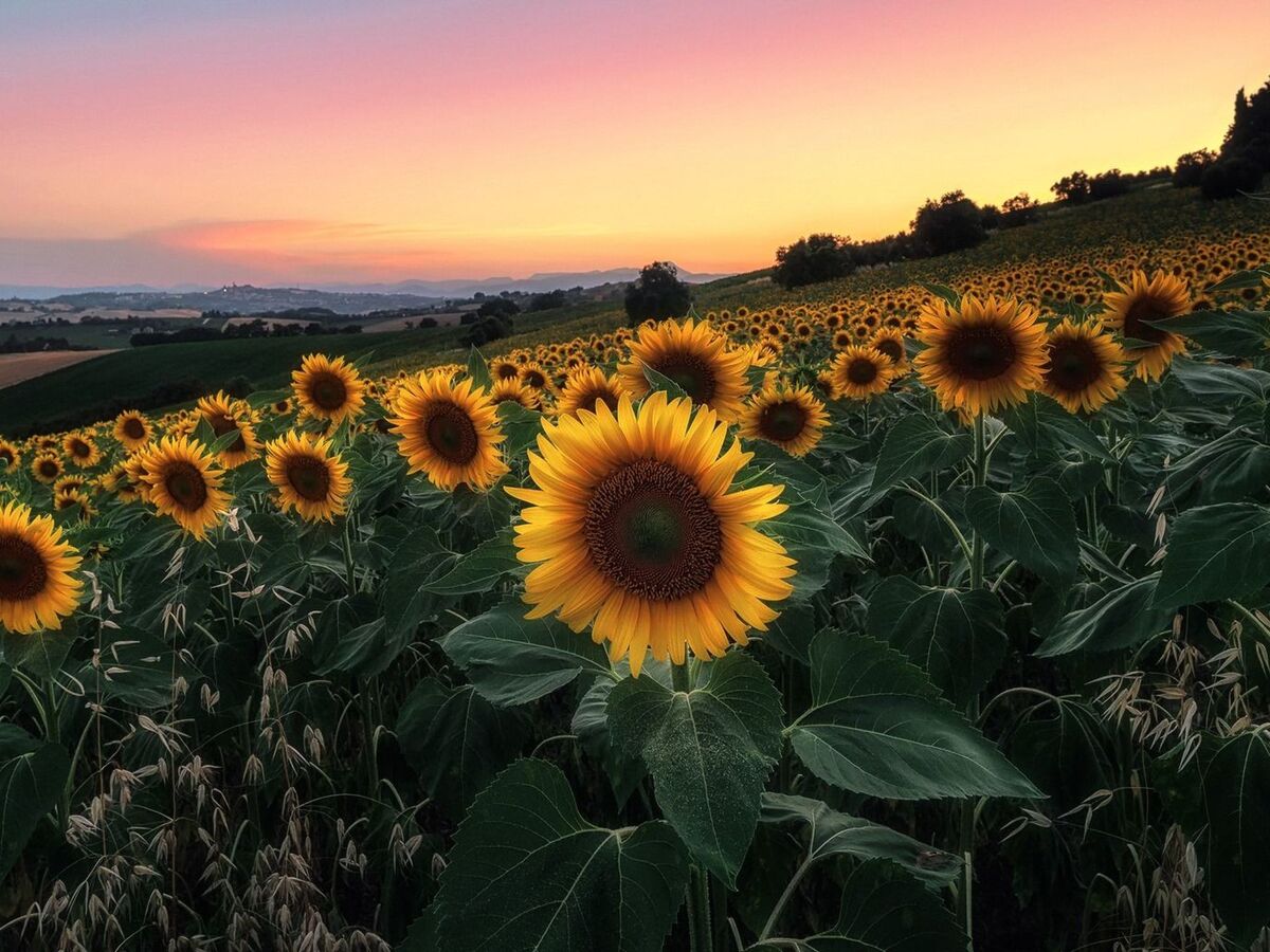 Casa il Girasole - Maison de campagne avec piscine à Macerata - Photo 20