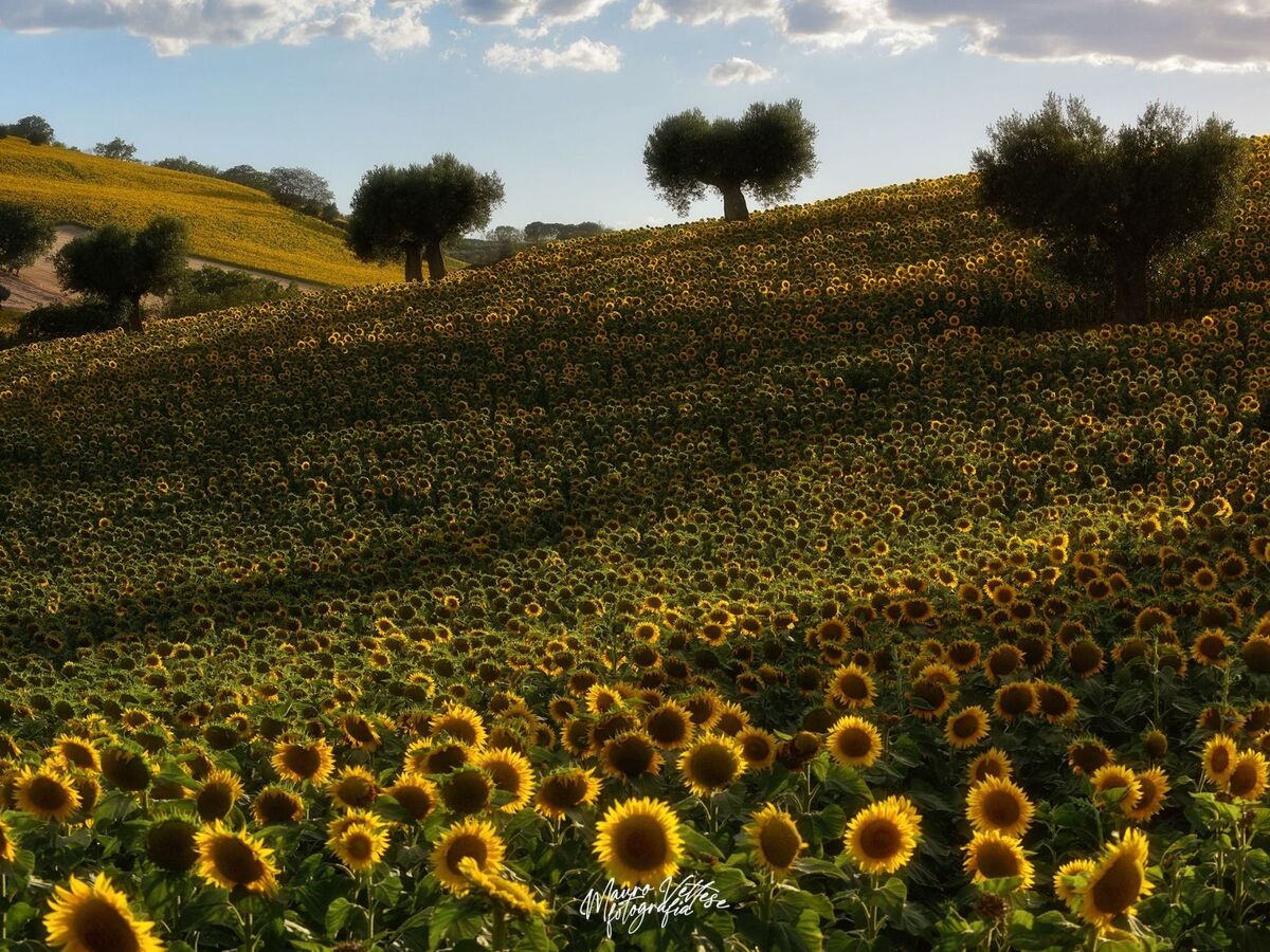 Casa il Girasole - Maison de campagne avec piscine à Macerata - Photo 25