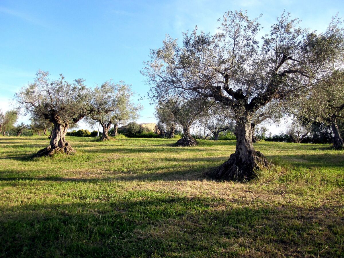 Appartement à la ferme Notaresco, vue mer et jardin - Photo 24