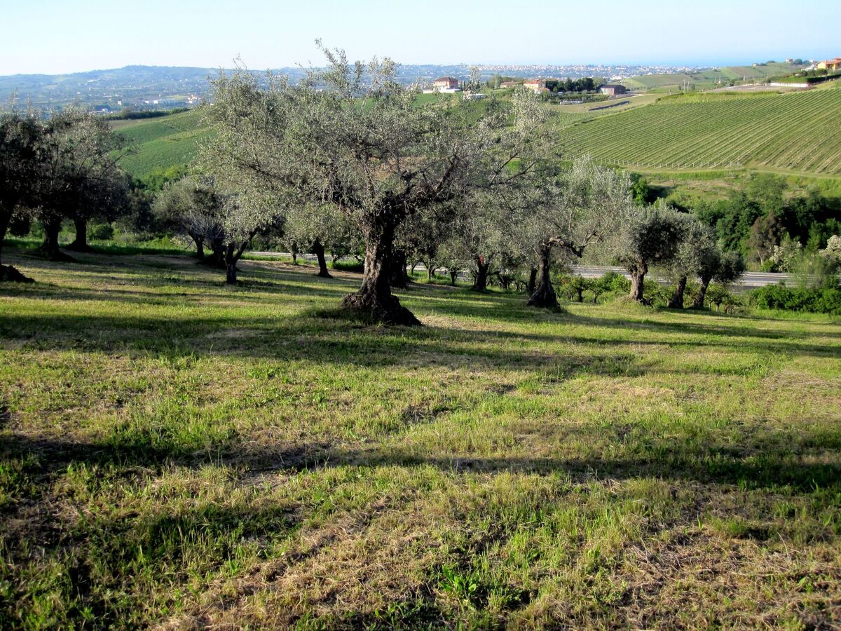 Appartement à la ferme Notaresco, vue mer et jardin - Photo 25