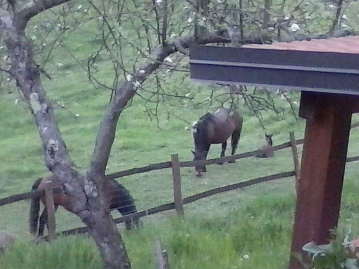 Maison 12 pers. dans le parc Aveto, nature intacte - Photo 8