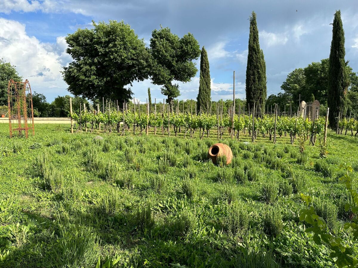 Apartment Vigneto, maison accessible en Toscane - Photo 13