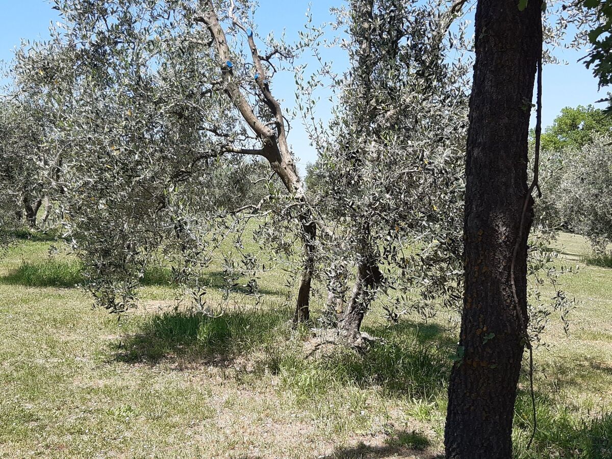 Villa Poggio le Vignacce – 22 pers., 9 ch. en Toscane - Photo 4