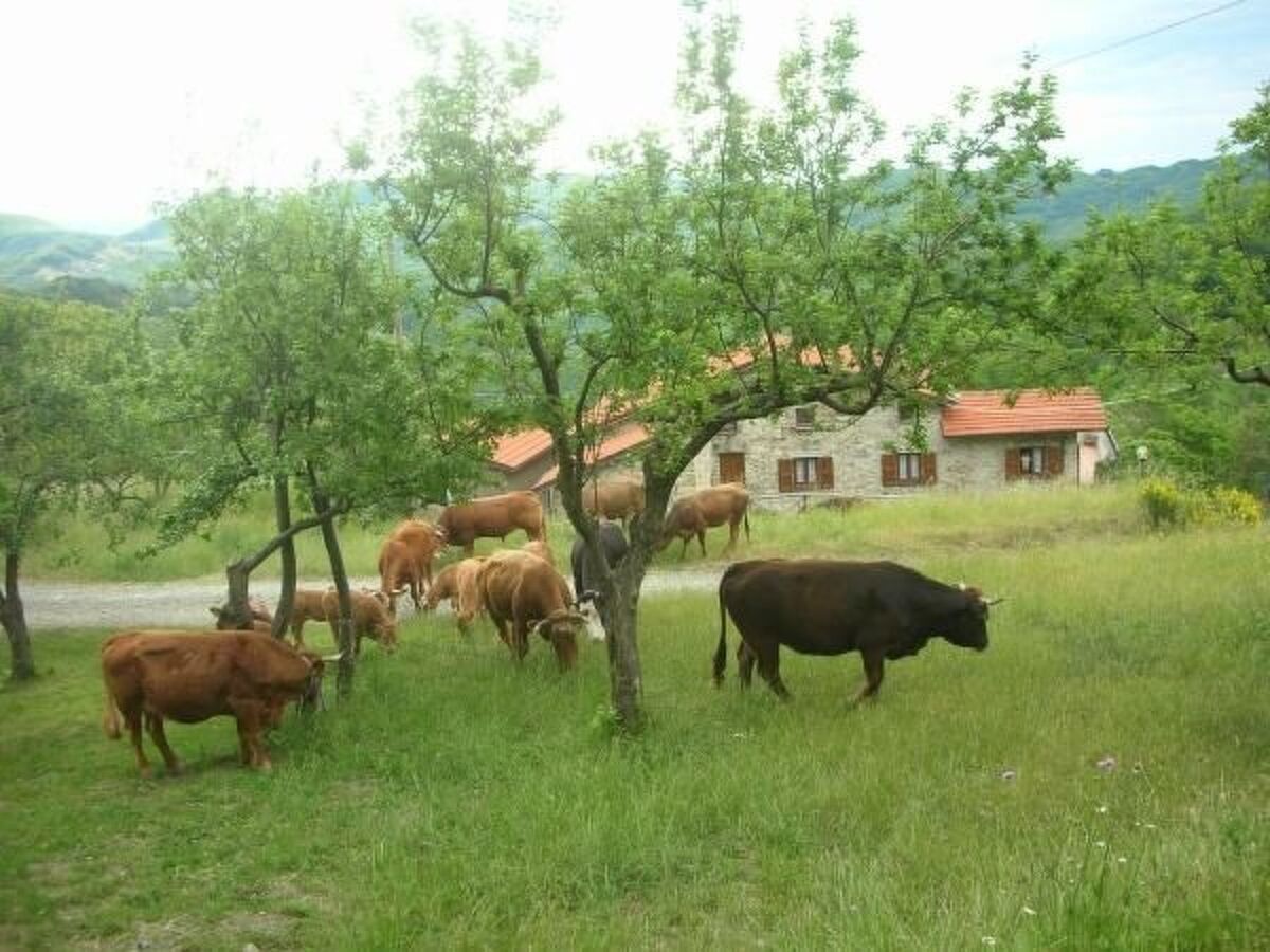 Lumache, appartement en pierre à Tavarone - Photo 31
