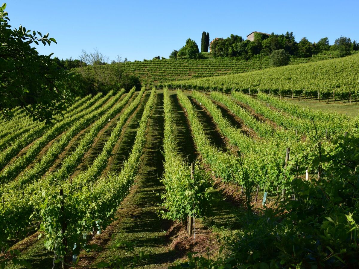 Appartement Lamporecchio avec piscine commune et vignes - Photo 31
