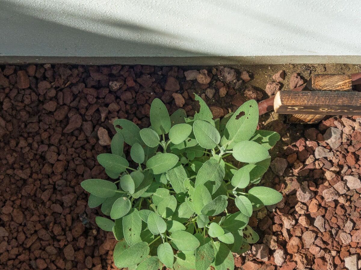 Appartement Marina di Pisa, jardin privatif à 30 m de la mer - Photo 16