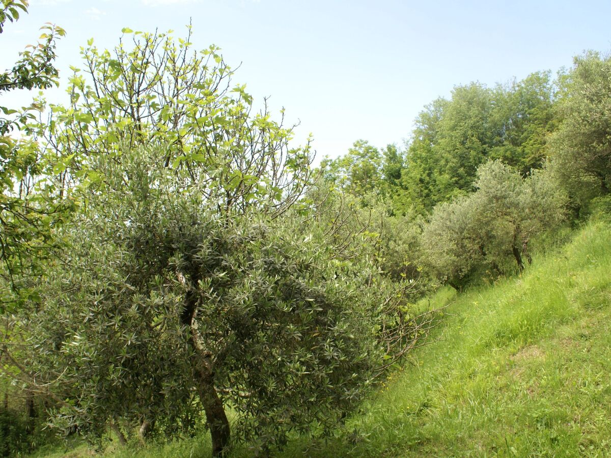 Maison Toscanienne – 16 000 m² d'oliveraies à Barga - Photo 38