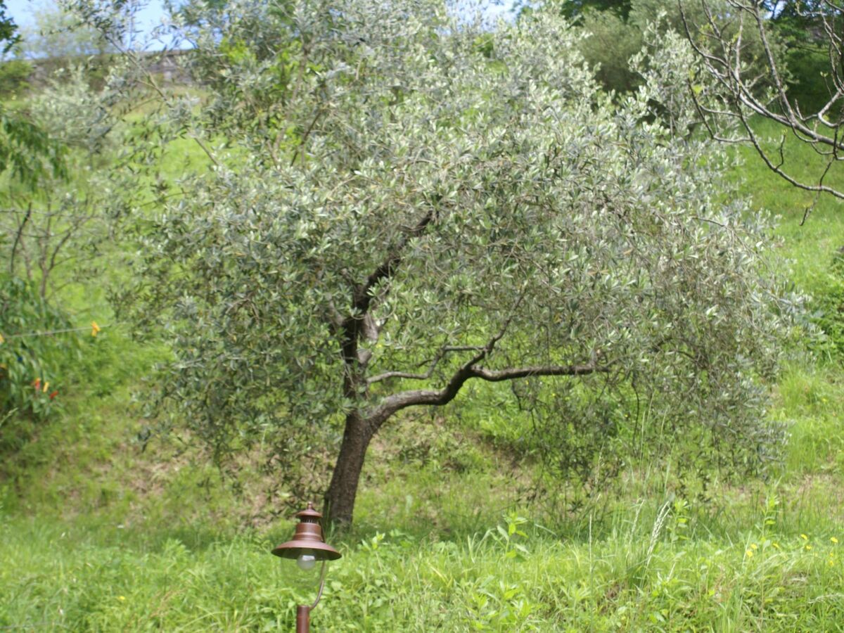 Maison Toscanienne – 16 000 m² d'oliveraies à Barga - Photo 40