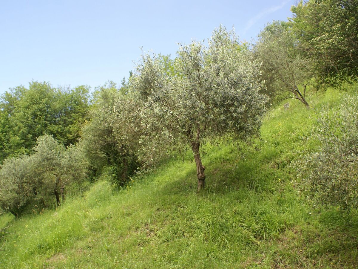 Maison Sunset Barga Toskana – 6 pers., olivaie privée - Photo 28
