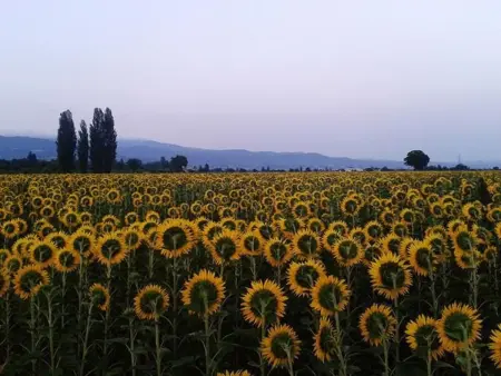 Appartement 7 pers., 3 ch. à Anghiari, jardin privé : photo 17