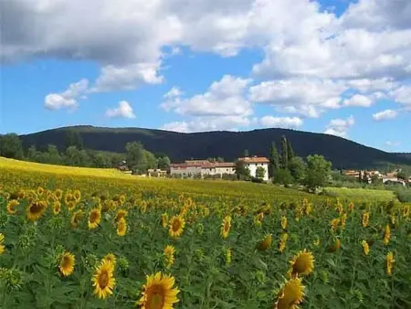 Petit appartement avec vue sur oliveraie à Anghiari : photo 18